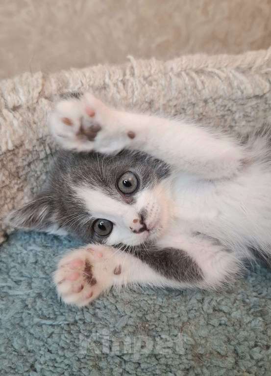 Кошки в Москве: Бело-голубой котенок в добрые руки  Мальчик, Бесплатно - фото 5