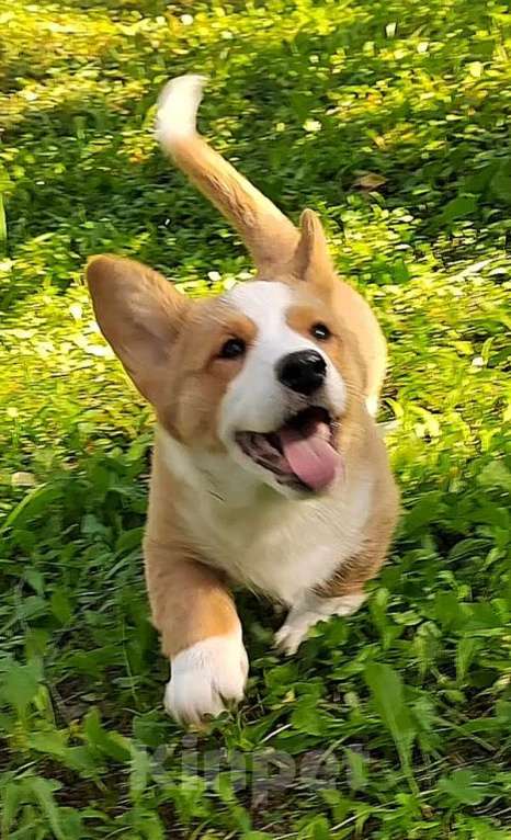 Собаки в Екатеринбурге: Щенки Корги Кардиган  Мальчик, Бесплатно - фото 2