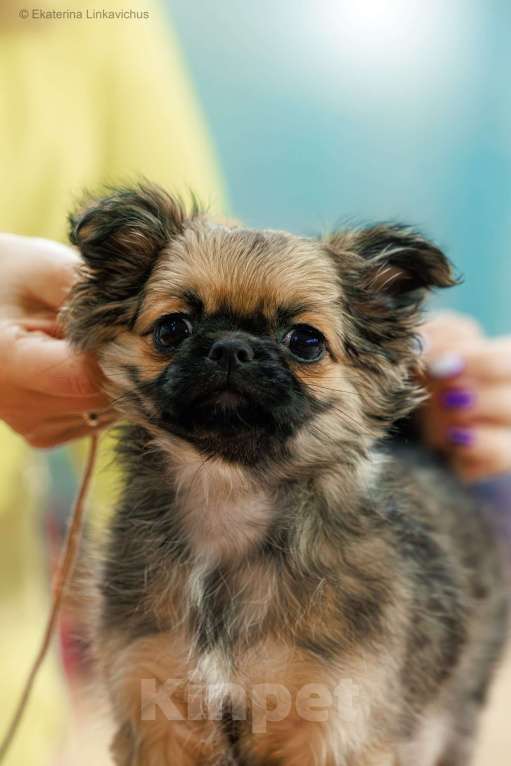 Собаки в Перми: Чихуахуа  Девочка, 50 000 руб. - фото 1