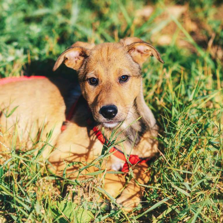 Собаки в Москве: Хурма Девочка, Бесплатно - фото 9