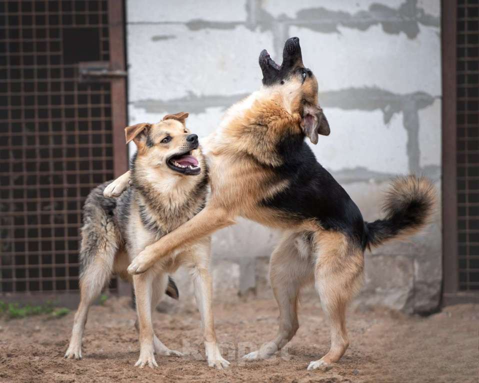 Собаки в Москве: Миша - достоин поверить, что нужен Мальчик, Бесплатно - фото 5