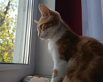 Кошки в Калуге: Котенок в добрые руки Девочка, Бесплатно - фото 6