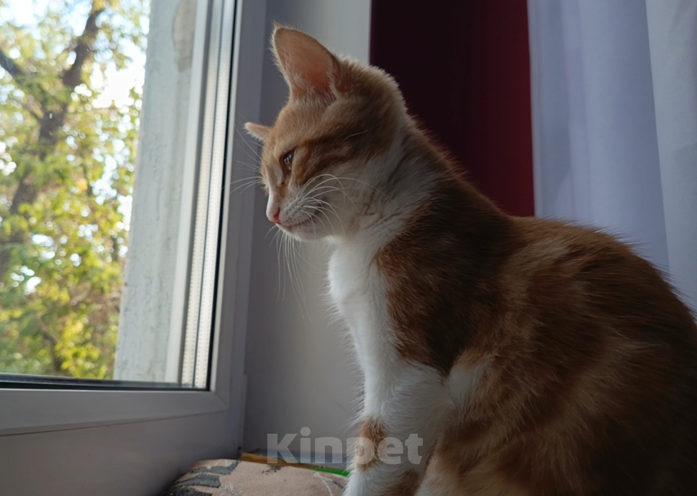 Кошки в Калуге: Котенок в добрые руки Девочка, Бесплатно - фото 6