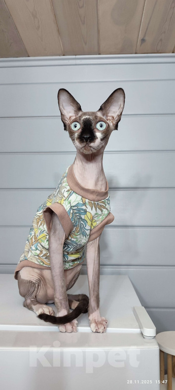 Кошки в Москве: Котята канадского сфинкса  Девочка, Бесплатно - фото 5