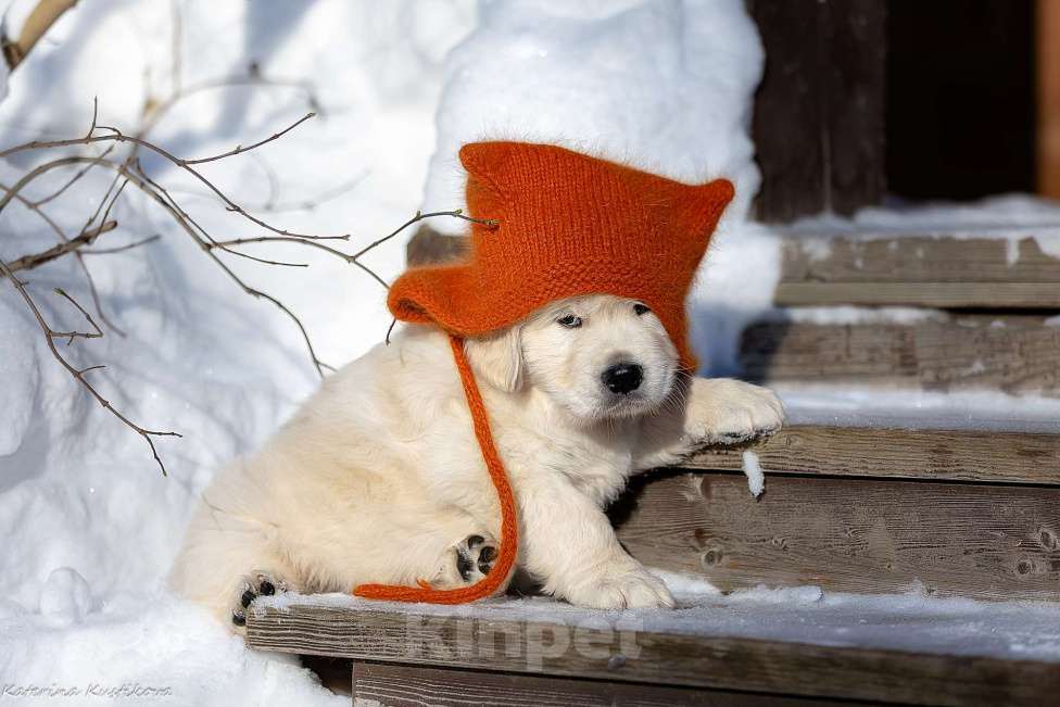 Собаки в других городах Московской области: Щенок золотистого ретривера Мальчик, Бесплатно - фото 1