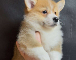 Собаки в Москве: Шикарный мальчик вельш корги пемброк  Мальчик, 60 000 руб. - фото 5
