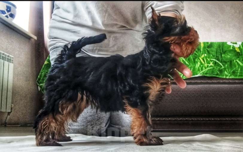 Собаки в других городах Свердловской области: Йоркширский терьер щенок Девочка, 65 000 руб. - фото 3