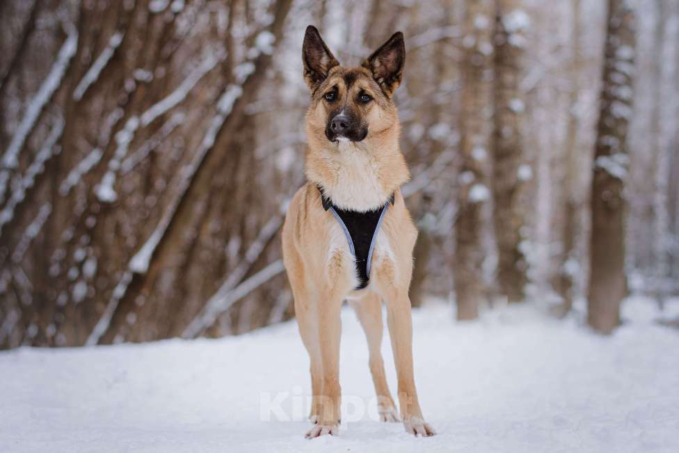 Собаки в Москве: Соня Девочка, Бесплатно - фото 5