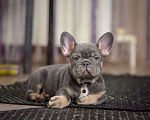 Собаки в Белгороде: Французский бульдог щенки Мальчик, 120 000 руб. - фото 2