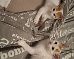 Кошки в Химках: Котенок мальчик 1 месяц Мальчик, Бесплатно - фото 5