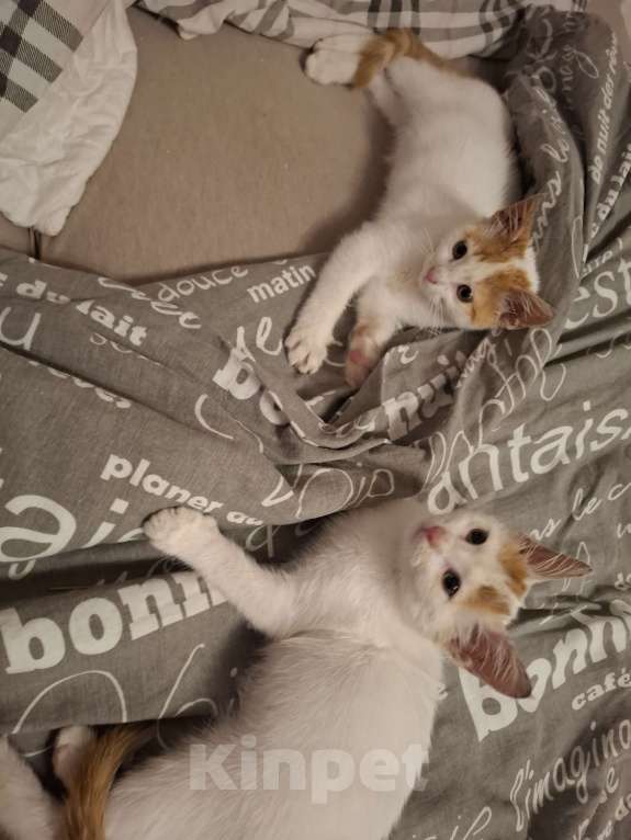 Кошки в Химках: Котенок мальчик 1 месяц Мальчик, Бесплатно - фото 5