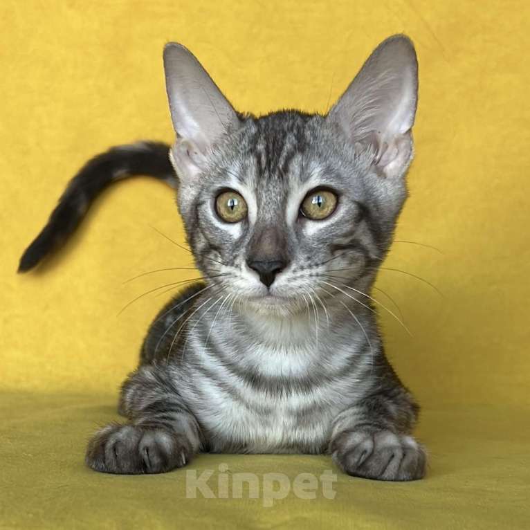 Кошки в Москве: Бенгальский котёнок серебро уголь Мальчик, Бесплатно - фото 5