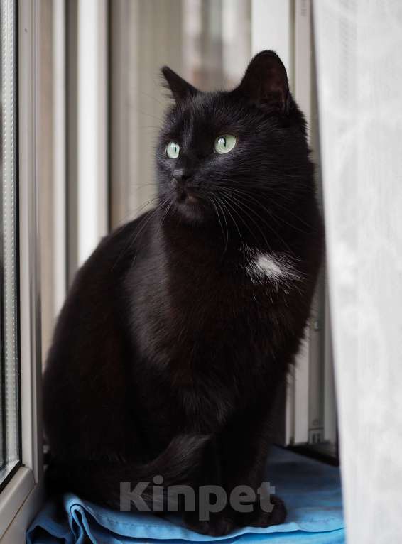 Кошки в Москве: Очень ласковая кошечка Нора в добрые руки Девочка, Бесплатно - фото 4