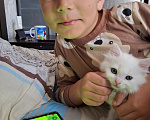 Кошки в Черкесске: Потеря котенка Девочка, Бесплатно - фото 1