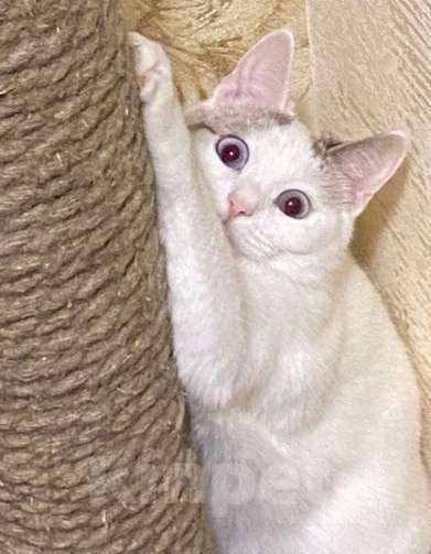 Кошки в Москве: Одри 3г в добрые руки Девочка, Бесплатно - фото 4