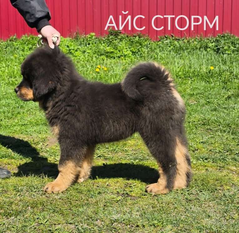 Собаки в Владимире: Тибетский мастиф Мальчик, 70 000 руб. - фото 1