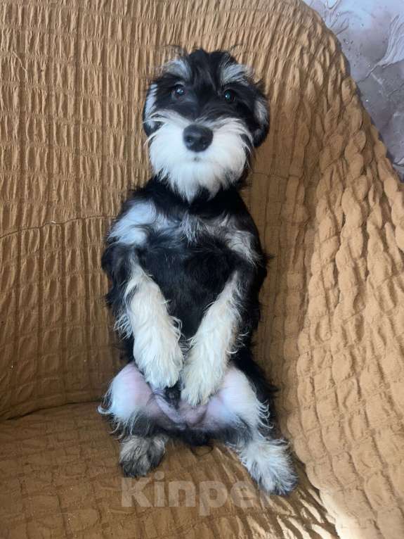 Собаки в Ставрополе: Щенок цвергшнауцер  Мальчик, 35 000 руб. - фото 2