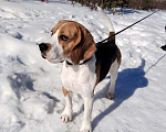 Собаки в Балашихе: Кобель Шерлок ищет подругу Мальчик, Бесплатно - фото 1