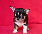 Собаки в Москве: Чихуахуа. Мальчик. Мальчик, 50 000 руб. - фото 6
