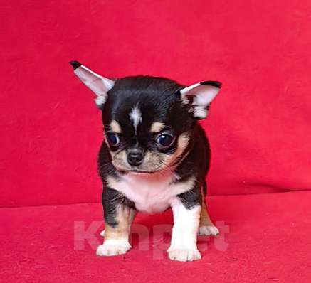 Собаки в Москве: Чихуахуа. Мальчик. Мальчик, 50 000 руб. - фото 6