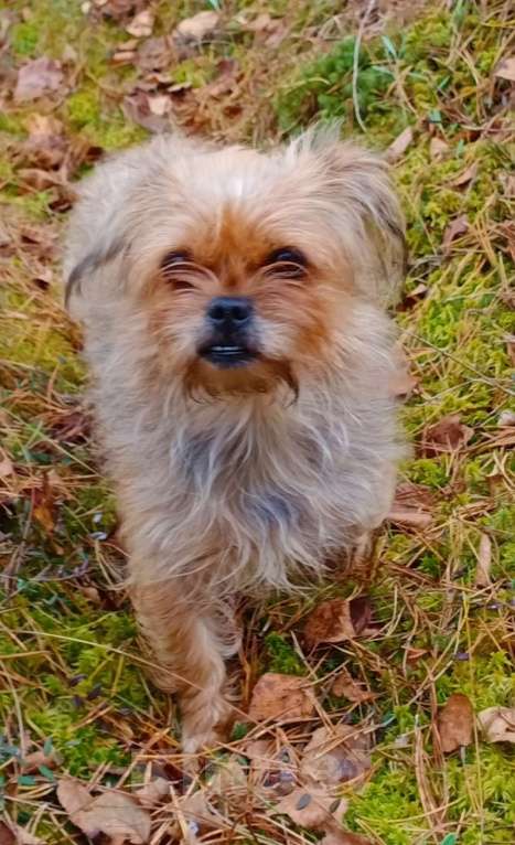 Собаки в других городах Смоленской области: МИНИ ЙОРК,  МАЛЬЧИК Мальчик, 10 000 руб. - фото 4