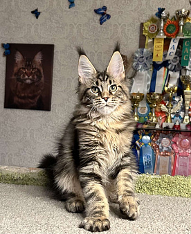 Кот мейн-кун