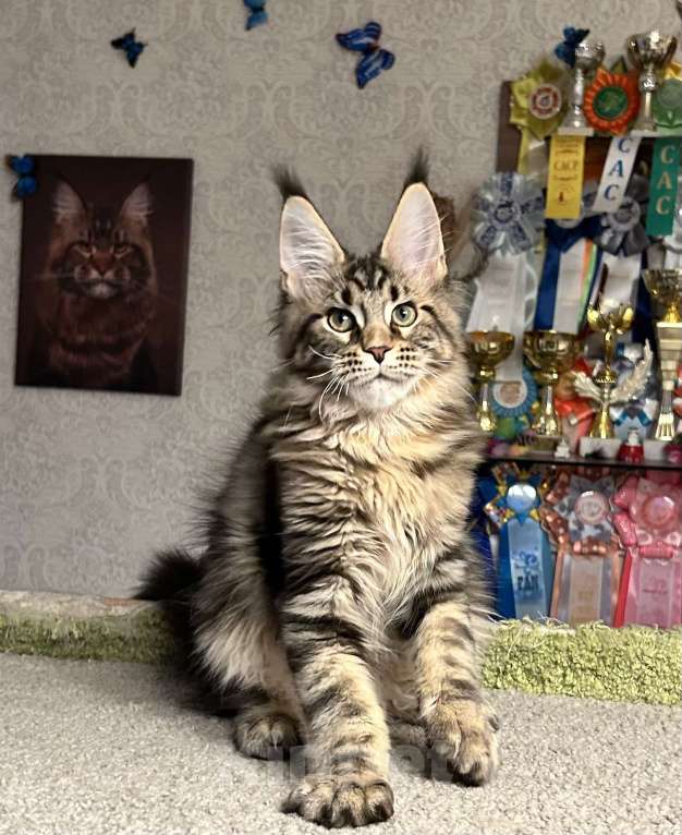 Кошки в Санкт-Петербурге: Кот мейн-кун Мальчик, 70 000 руб. - фото 1