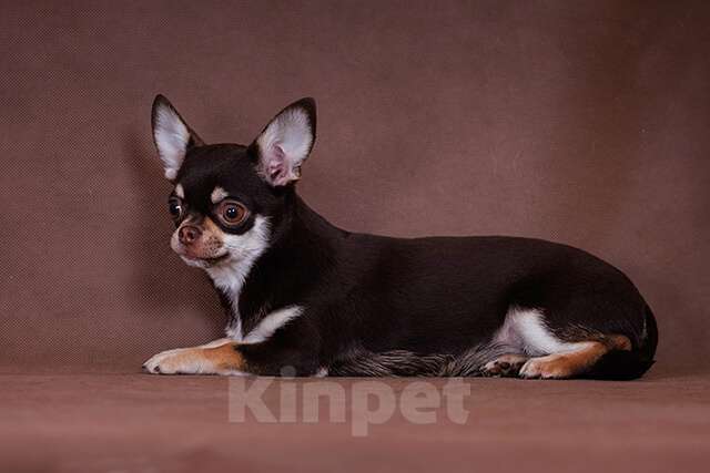 Собаки в Люберцах: Чихуахуа шоколадно-подпалая Девочка, 65 000 руб. - фото 2