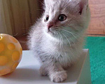 Кошки в Липецке: Милые, ласковые котята ищут дом Девочка, Бесплатно - фото 6