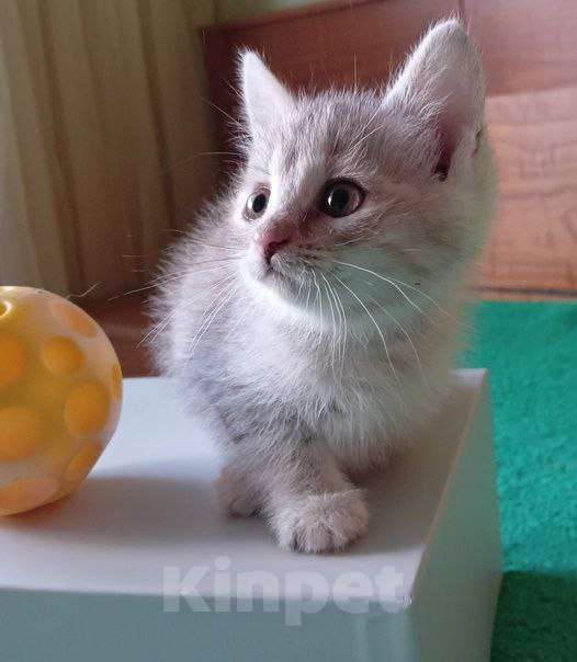 Кошки в Липецке: Милые, ласковые котята ищут дом Девочка, Бесплатно - фото 6