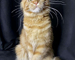 Кошки в Кудымкаре: Котята Мейн кун с документами, 45 000 руб. - фото 3