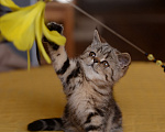 Кошки в Ногинске: Экзотическая короткошерстная  Мальчик, 20 000 руб. - фото 1