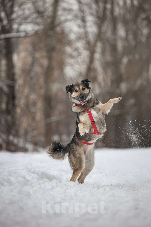 Собаки в Москве: Энергия Солнца и Нежность Шёлка! Девочка, Бесплатно - фото 2