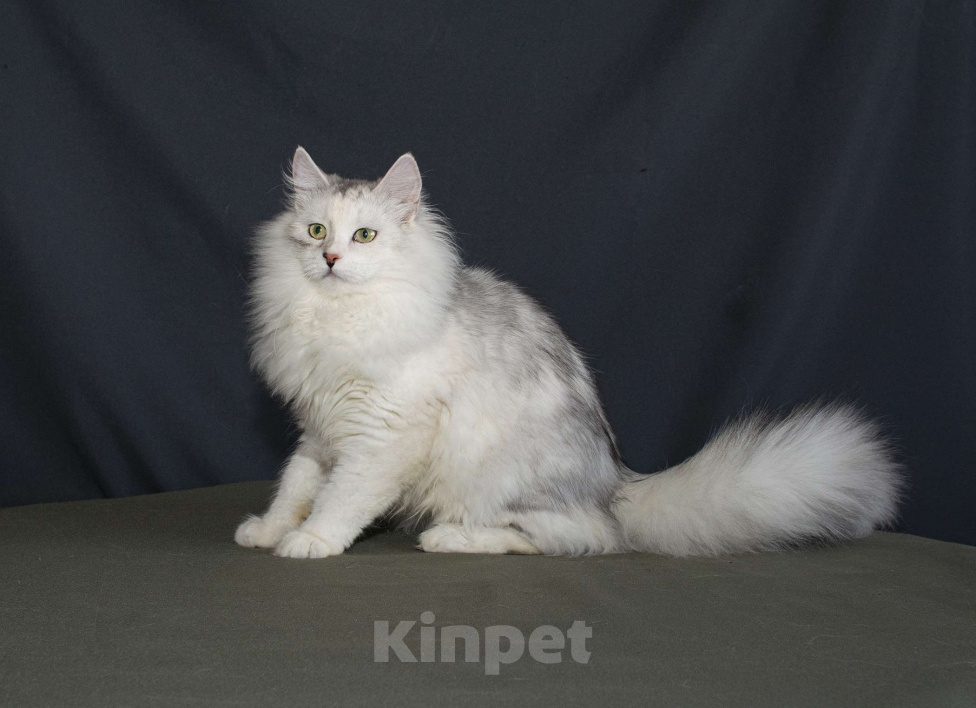 Кошки в Нижнем Новгороде: Сибирская серебристая девочка Девочка, Бесплатно - фото 2