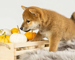 Собаки в Барнауле: Девочка Сиба Ину (Shiba Inu) Девочка, 100 000 руб. - фото 3