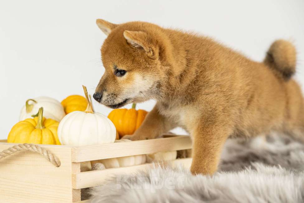 Собаки в Барнауле: Девочка Сиба Ину (Shiba Inu) Девочка, 100 000 руб. - фото 3