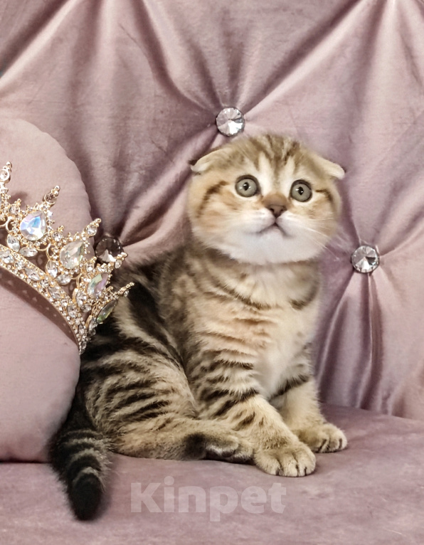 Кошки в Калуге: Шотландский вислоухий котенок Мальчик, 49 000 руб. - фото 7