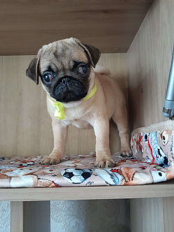 Мопса щенок девочка 4 месяца