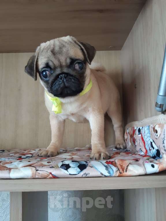 Собаки в Новосибирске: Мопса щенок девочка 4 месяца Девочка, 35 000 руб. - фото 1