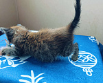 Кошки в Москве: Котёнок полтора месяца Тишка Мальчик, Бесплатно - фото 8