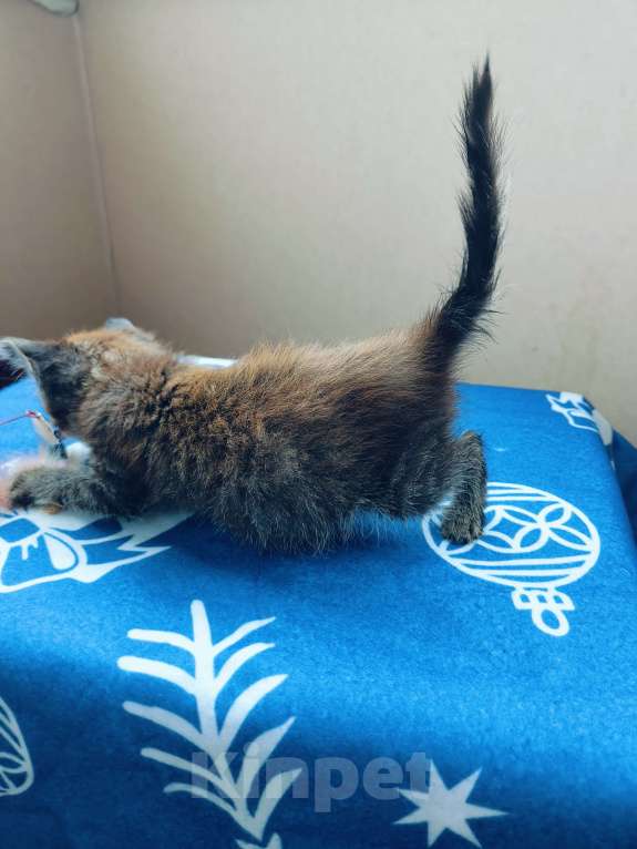 Кошки в Москве: Котёнок полтора месяца Тишка Мальчик, Бесплатно - фото 8