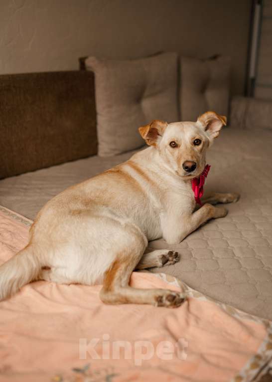 Собаки в Москве: Злата в добрые руки. Девочка, Бесплатно - фото 4