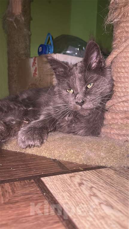 Кошки в Дмитрове: Мейн-кун полидакт Мальчик, 25 000 руб. - фото 2