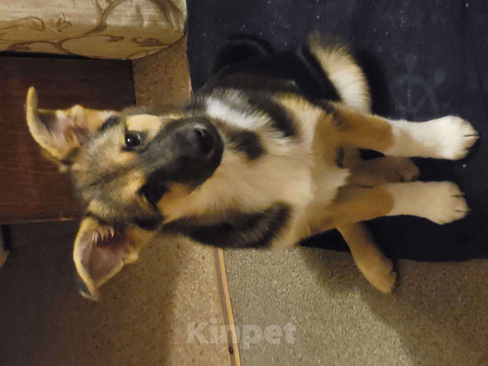 Собаки в Санкт-Петербурге: Щенок девочка в добрые руки! Девочка, Бесплатно - фото 1