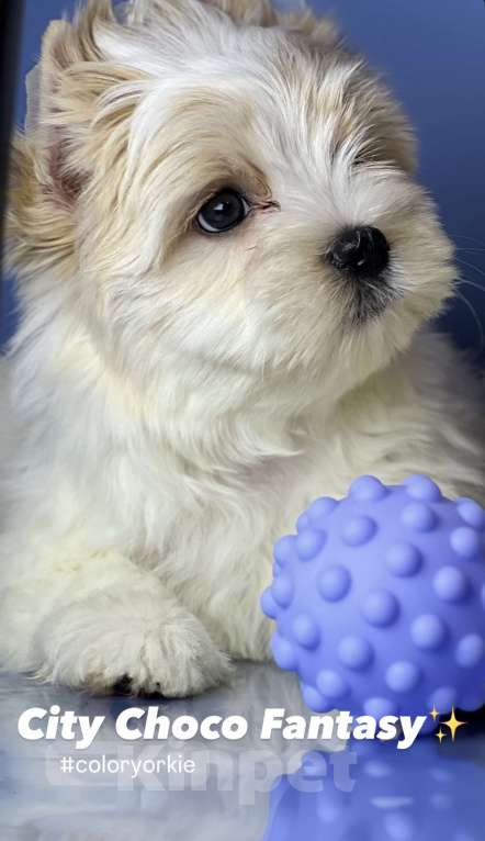 Собаки в Котельнике: Бело золотые йорки Голд Берри  Мальчик, 45 000 руб. - фото 7