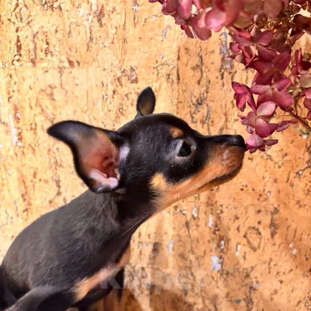 Собаки в Подольске: Пражский крысарик мальчик Мальчик, 69 000 руб. - фото 1