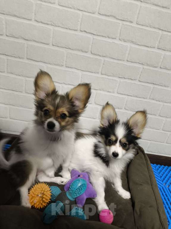 Собаки в Москве: Папийон Девочка, 80 000 руб. - фото 2