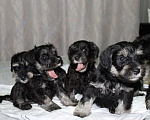 Собаки в Ижевске: Цвергшнауцер щенки окрас черный с серебром Девочка, 50 000 руб. - фото 3