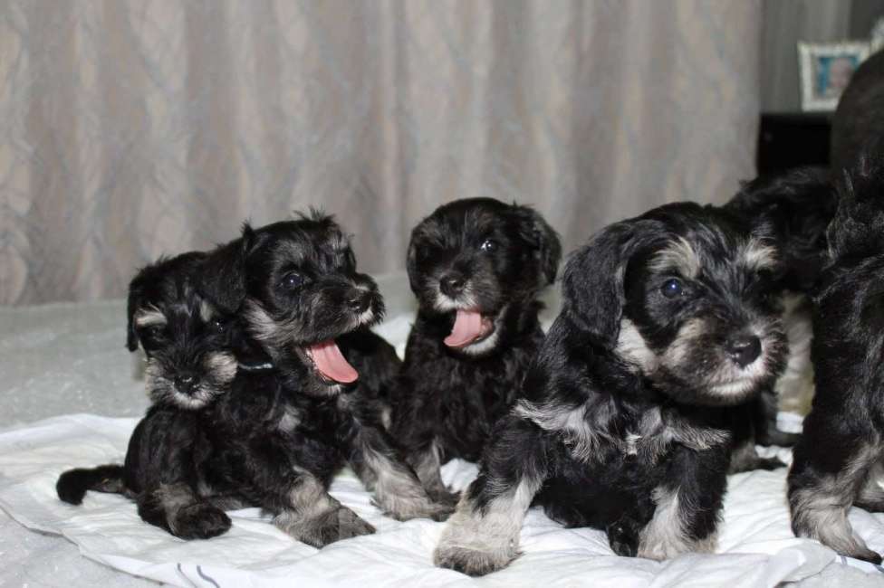Собаки в Ижевске: Цвергшнауцер щенки окрас черный с серебром Девочка, 50 000 руб. - фото 3