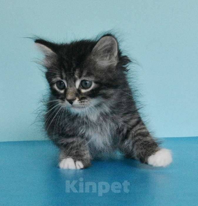 Кошки в Москве: Котик Уран Мальчик, Бесплатно - фото 6